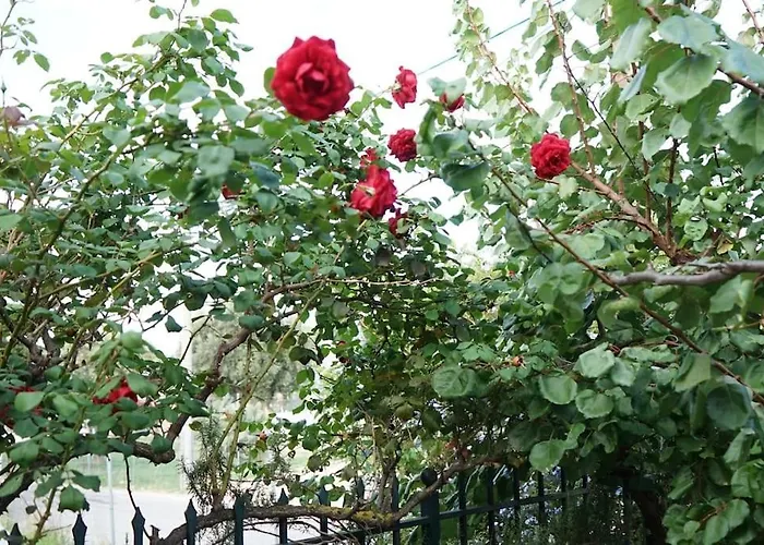 Lovely Family Garden House