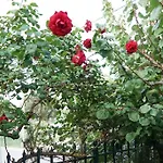 Lovely Family Garden House